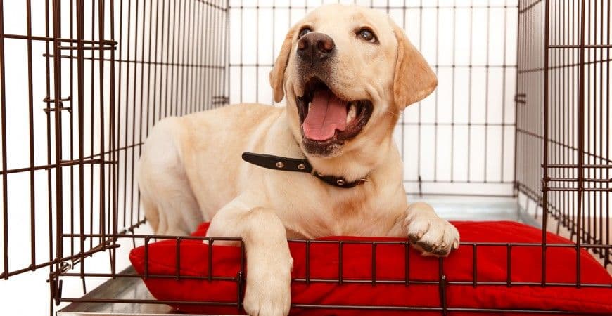 National Pet Month: How to Choose the Best Crate Tray