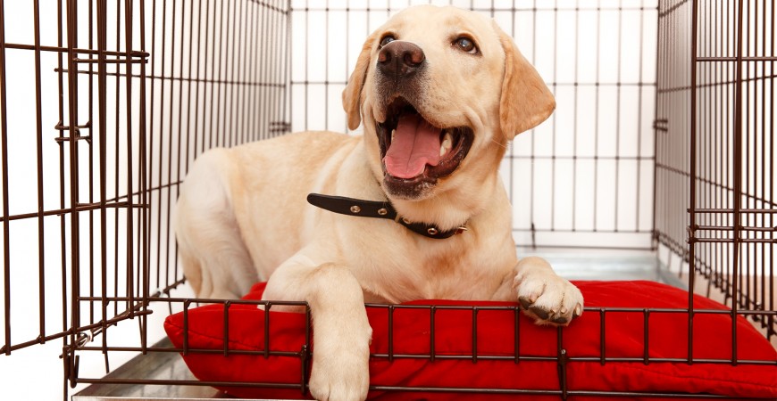 National Pet Month: How to Choose the Best Crate Tray
